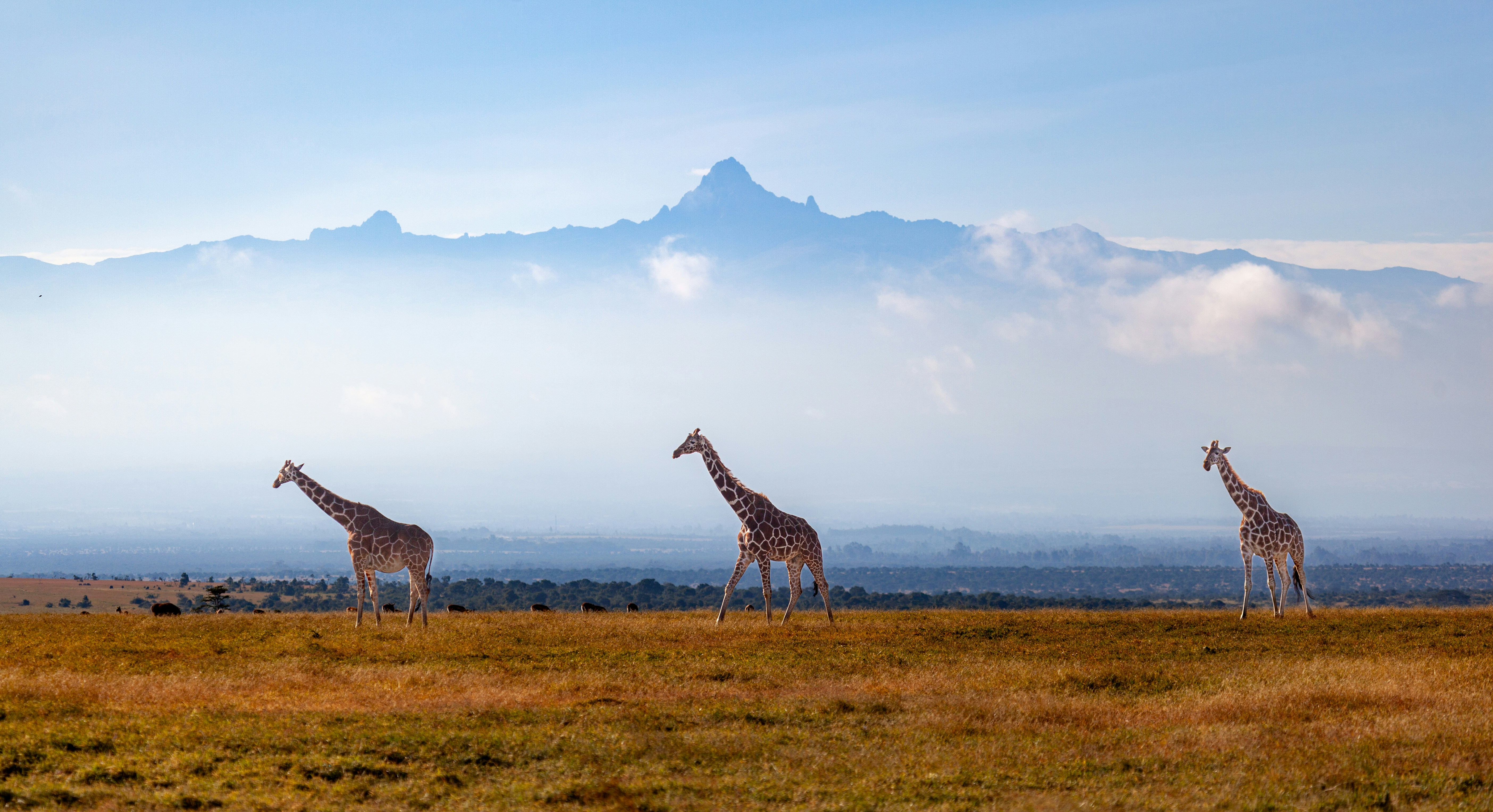 Africa